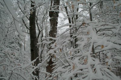 Two Trees in Wintry Wooded Valley tb1109abr.jpg