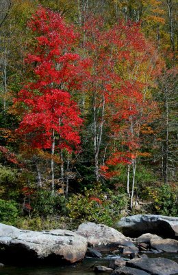 Red Foliage on Lower Cherry Rivers Edge v tb1111oqr.jpg