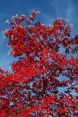 Red White  Blue Autumn Foliage Hues v tb1110ogr.jpg