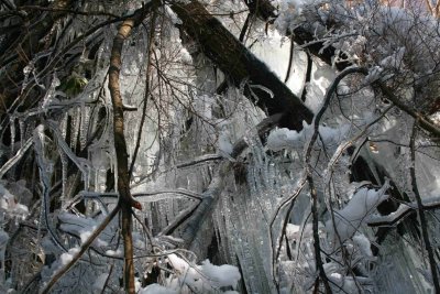 Winter Branches in Frozen Splendor tb1210wrr.jpg