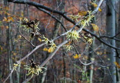 Hazel Blooms and Nut Hulls in Fall Woods tb1210our.jpg