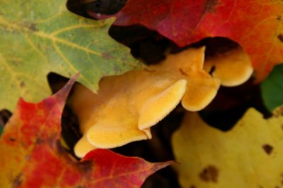 Yellow Fungi among Mixed Maple Leaves tb1210osr.jpg