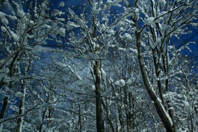 Timber with Puffy Snow and Wintry Blue Sky tb0929ber.jpg