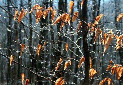 Freezing Rain on Small Beech Early Winter tb0929bhr.jpg