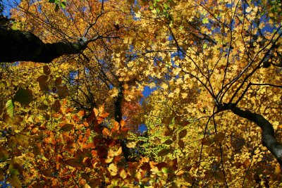 Golden Maple and Beech Fall Canopy on Blue tb1210owr.jpg