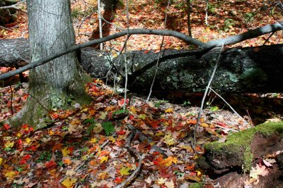 Bright Autumn Colors in Appalachian Mtns tb1210otr.jpg