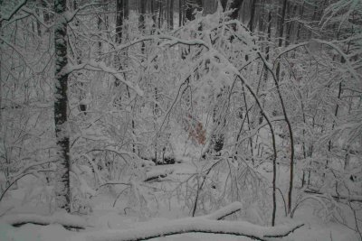 Snow Covered Low Trees and Logs tb1109adr.jpg