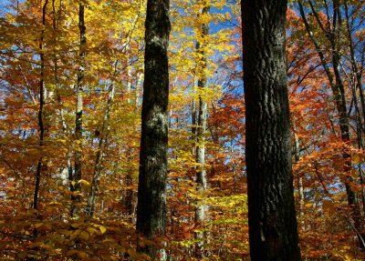 Brightly Colored Foliage with Blue Sky on Ridge tb1010bmr.jpg