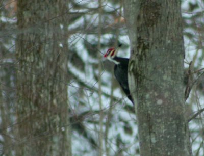 Pileated Wood Pecker in Winter Woods tb0929bcx.jpg