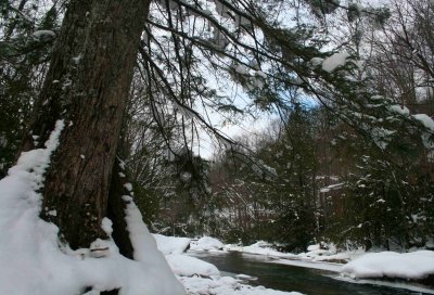 Winter Stream Flowing by Large Hemlock Tree tb1210wsr.jpg