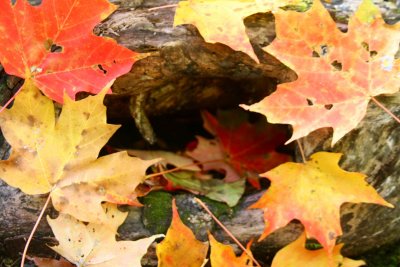 Autumn Maple Leaves around Hole in Log tb1210bur.jpg