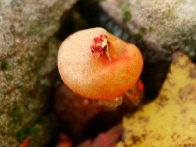 Gelatinous Stalked Bolette in Mtn Woods tb1210byr.jpg