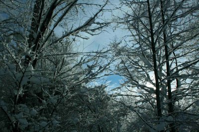 Eastern Light thru Snowy Mtn Timber tb0929abr.jpg
