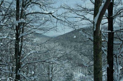 Frosted Mtns thru Snow Covered Timber tb0929blr.jpg