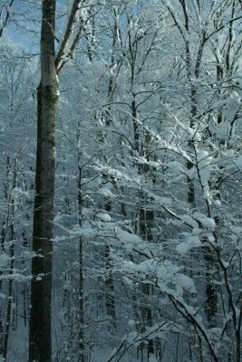 Hinkle Mtn Winter Woods Snow Scene v tb0929adr.jpg