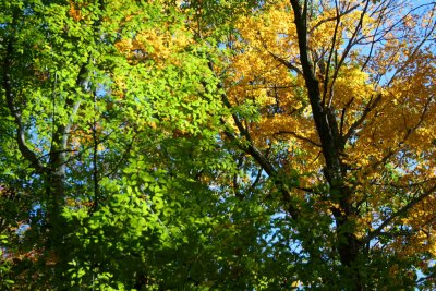 Yellow Maple and Green Beech on Blue Sky tb1210ajr.jpg