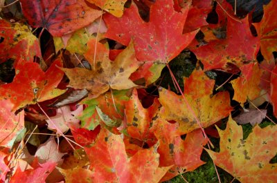 Red Orange and Yellow Maple Leaves on Ground tb1210bvr.jpg