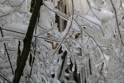 Tiny Frozen Branches in Chilly Timber tb1210akr.jpg