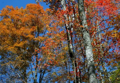Mixed Fall Foliage Hinkle Mtn Ridge Line tb1210amr.jpg