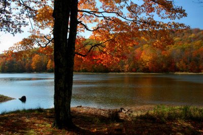 Golden Maple on Sunny Island by Lake tb1111oar.jpg