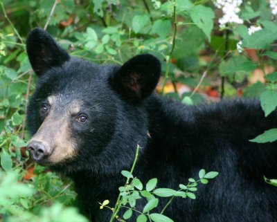 Cinnamon Faced Black Bear in Appalchian Mtns tb0910chr.jpg