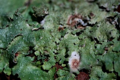 Common Green Lichen on Moist Forest Floor tb0910cor.jpg