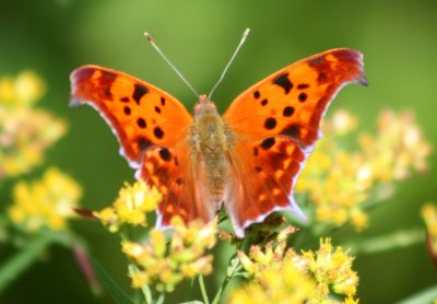 Question Mark Butterfly Browsing Late Goldenrod tb0910cmr.jpg