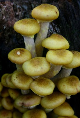 Golden Mushrooms in Late Summer Splendor v tb9010ckr.jpg