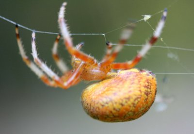 Orange Spider Hanging from Taught Web tb0910cir.jpg