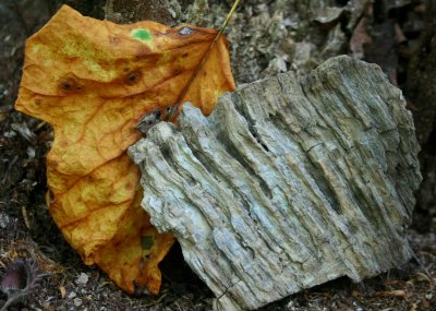 Dried Poplar Leaf and Weathered Wood Chip tb0909ctx.jpg