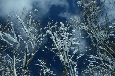 Snowy Timber Tops on Clouds and Deep Blue tb0929scr.jpg