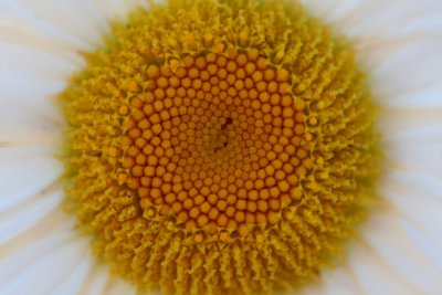 Oxeye Daisy Perect Center and Arrayed tb0910cgr.jpg