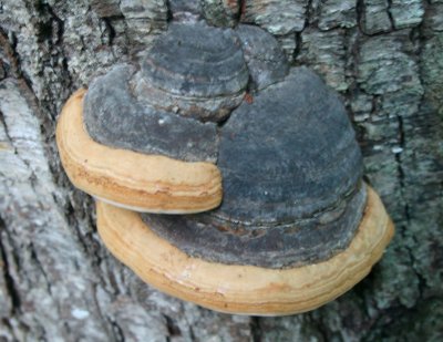 Tinder Fungi Embrace on Black Birch Tree tb0910cpr.jpg