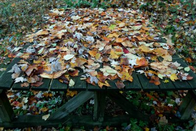 Picnic Table Covered in Fallen Leaf Boquet tb1010bkr.jpg