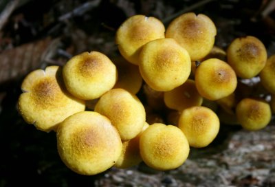 Sunlit Yellow Mushrooms on Rich Forest Floor tb0910czr.jpg