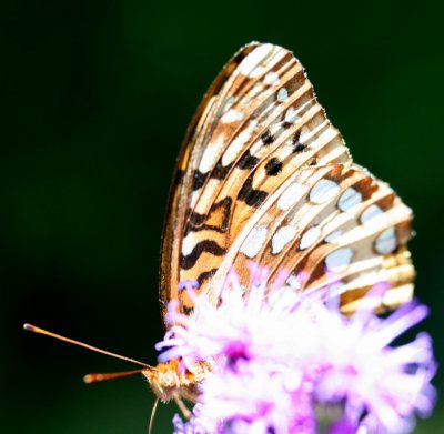 Fritillary Butterfly Browsing on Ironweed s tb0909dcr.jpg