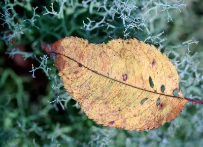 Isolated Fall Leaf Settled into Reindeer Moss tb0910cxr.jpg