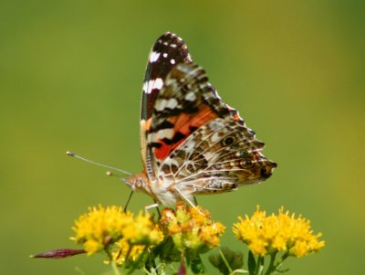 Painted Lady Butterfly Profiled on Goldenrod tb0909dar.jpg