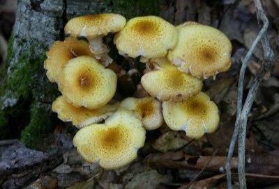 Golden Spotted Mushrooms at Base of Birch tb0909dbr.jpg