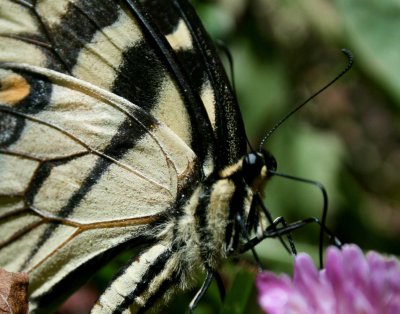 Tiger Swallowtail Butterfly on Pink Clover tb0910csx.jpg