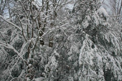 Snowy Mixed Timber on Cranberry Mtn tb0111lfr.jpg