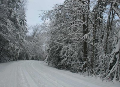 Cranberry Glades Rd Wintry Timber and Sky tb0111lerx.jpg