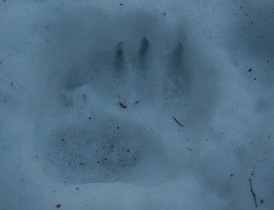 Front Paw Print Black Bear in Snow Pack tb0111lar.jpg