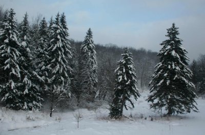 Snowy Spruce in Charles Creek Valley tb0111lmr.jpg