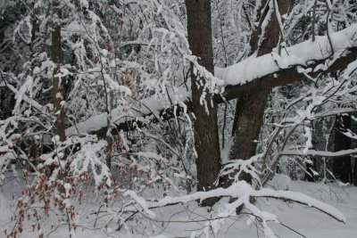 Snowy Woodland Winter Scape Cranberry Mtn tb0111lpr.jpg