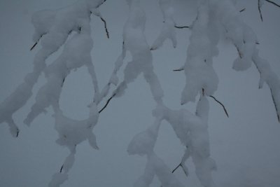 Frosted Beech Limbs on Winter Mtn Ridge tb0211krr.jpg