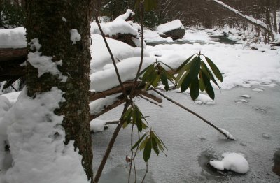 Icy North Cherry Timber and Stream Scene tb0211kvr.jpg