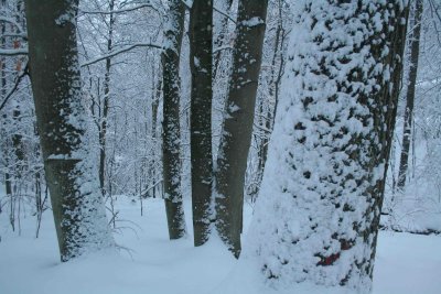 Oak and Beech Trees in Winter Forest Scene tb0211lnr.jpg