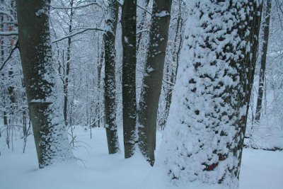 Oak and Beech Trees in Winter Forest Scene tb0211lnr.jpg