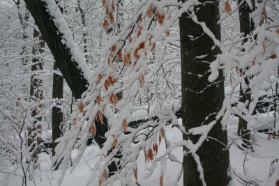 Leaning Timber and Snowy Beech Leaves Mtn Scape tb0211hbr.jpg